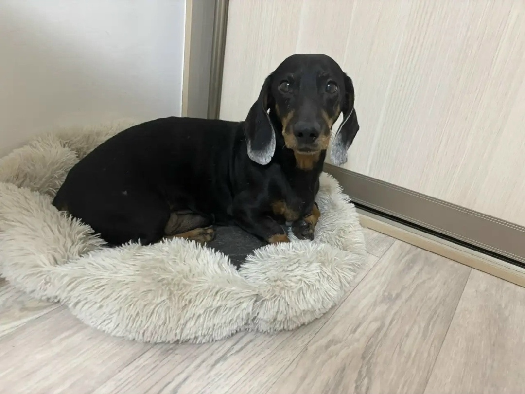 Найдена собака в Томске — фото объявления