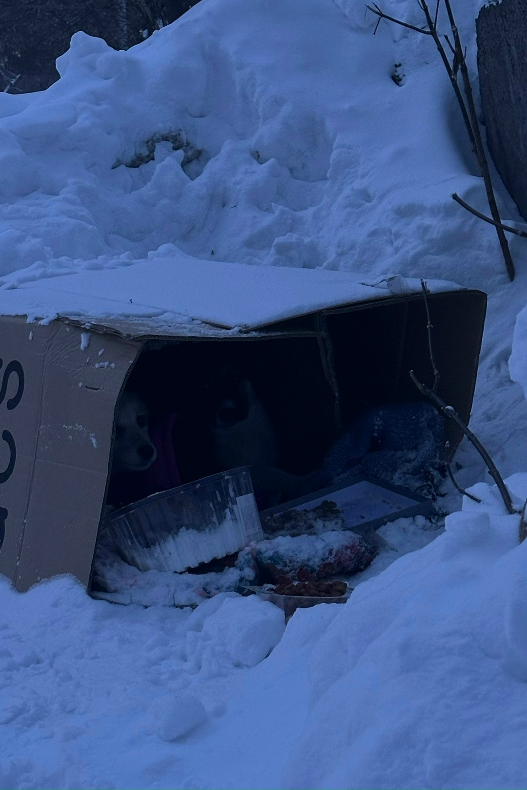 Найдена собака в Томске — фото объявления