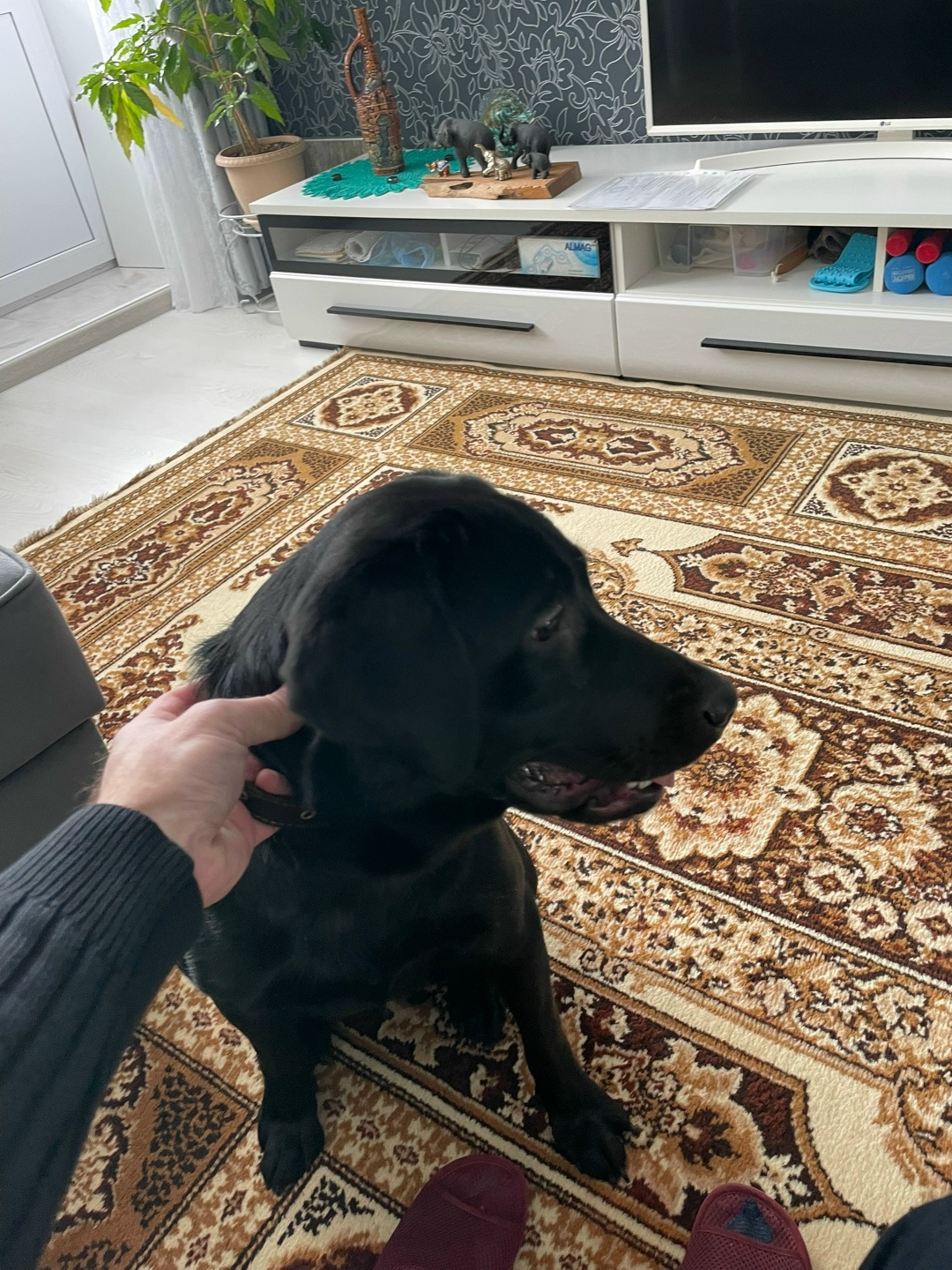 Найдена собака в Томске — фото объявления