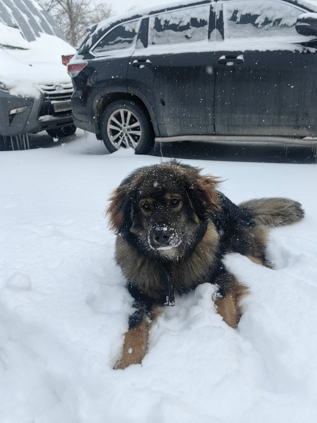 Найдена собака в Томске — фото объявления