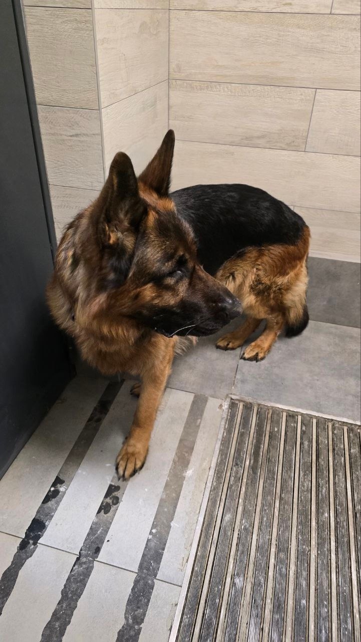 Найдена собака в Томске — фото объявления