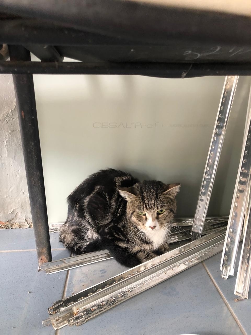 Найдена собака в Томске — фото объявления