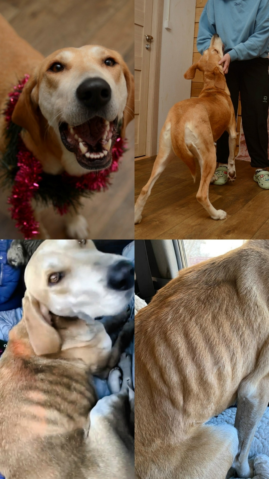 Найдена собака в Томске — фото объявления