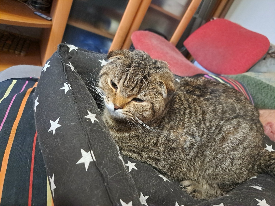 Найдена кошка в Томске — фото объявления