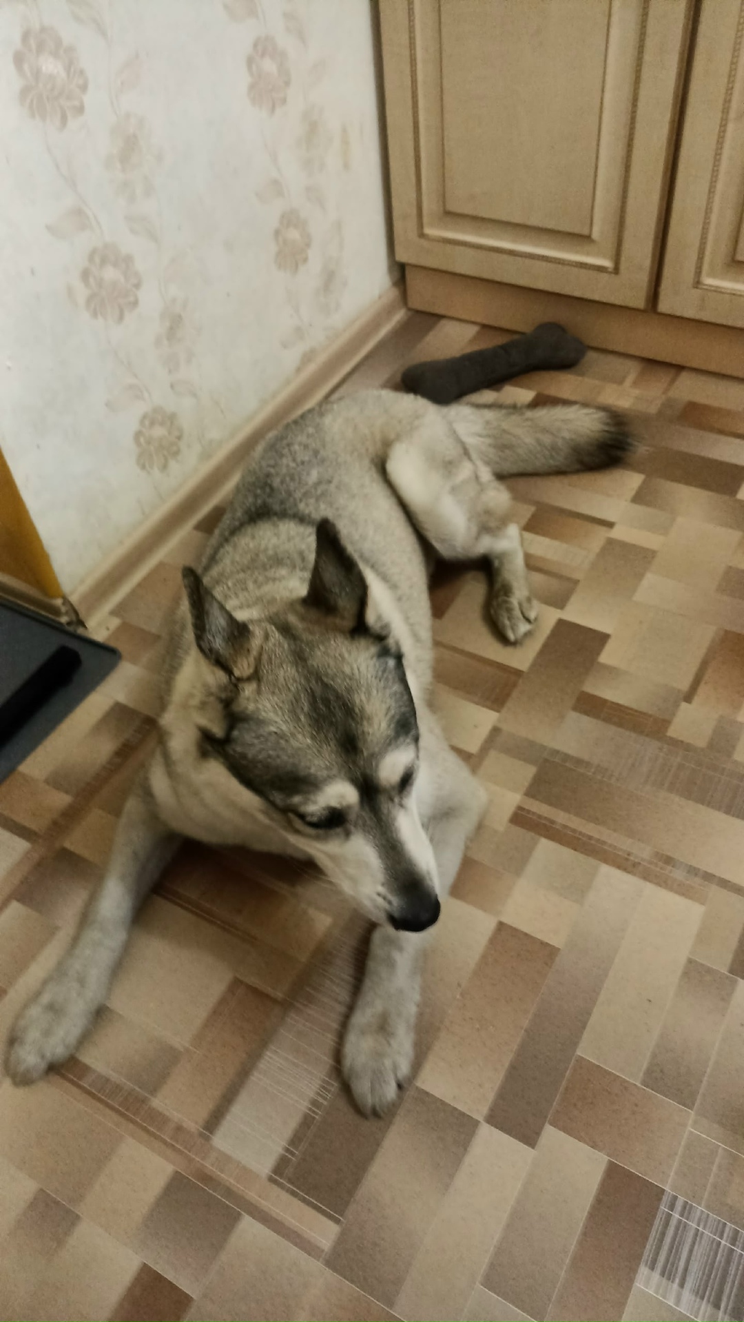 Найдена собака в Томске — фото объявления