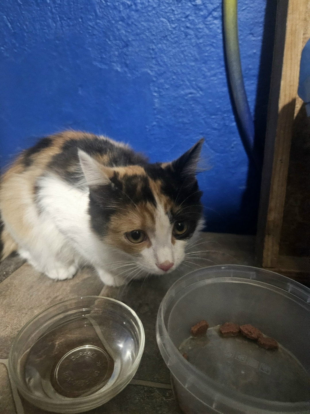 Найдена кошка в Томске — фото объявления