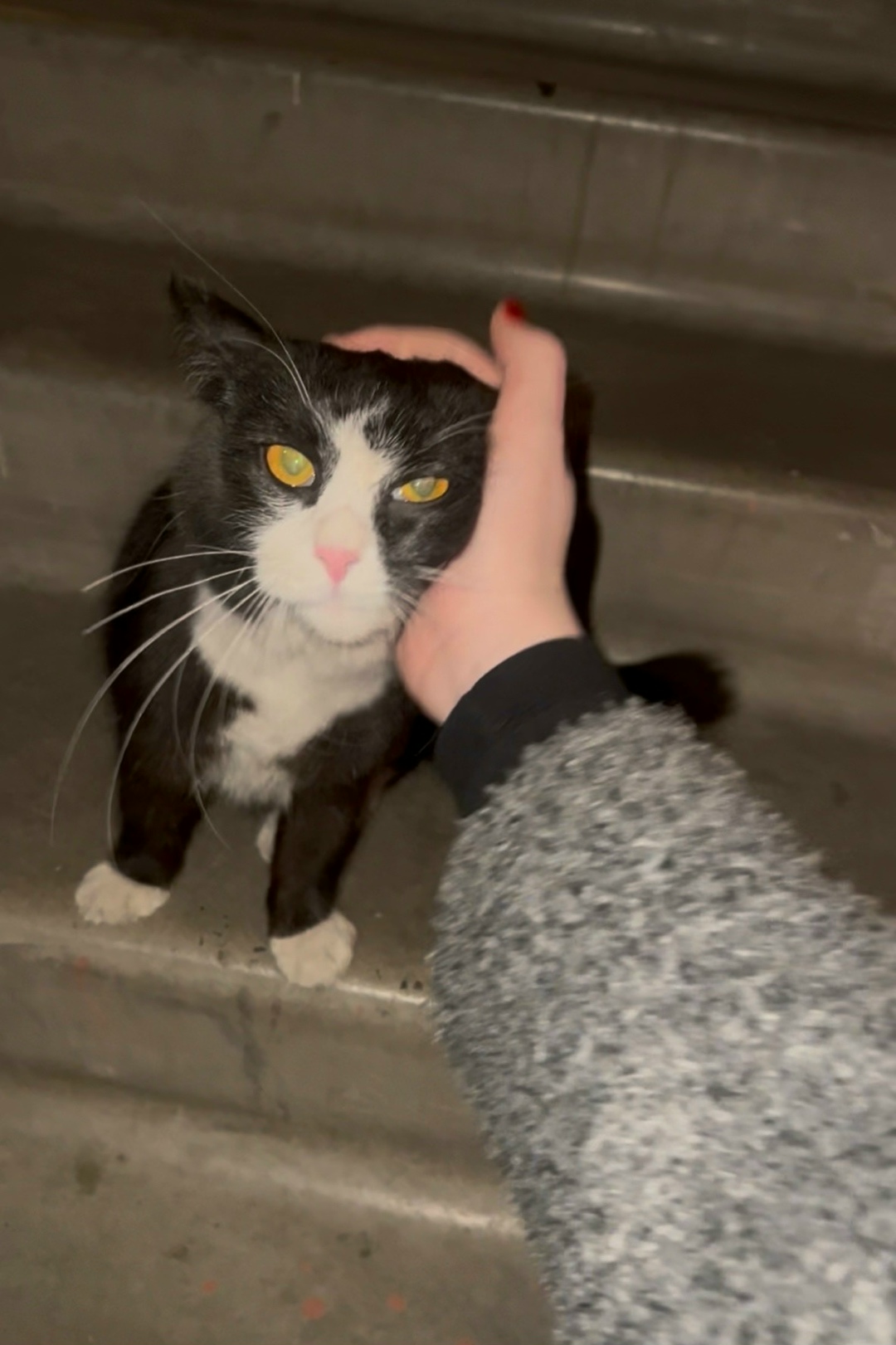 Найдена кошка в Томске — фото объявления