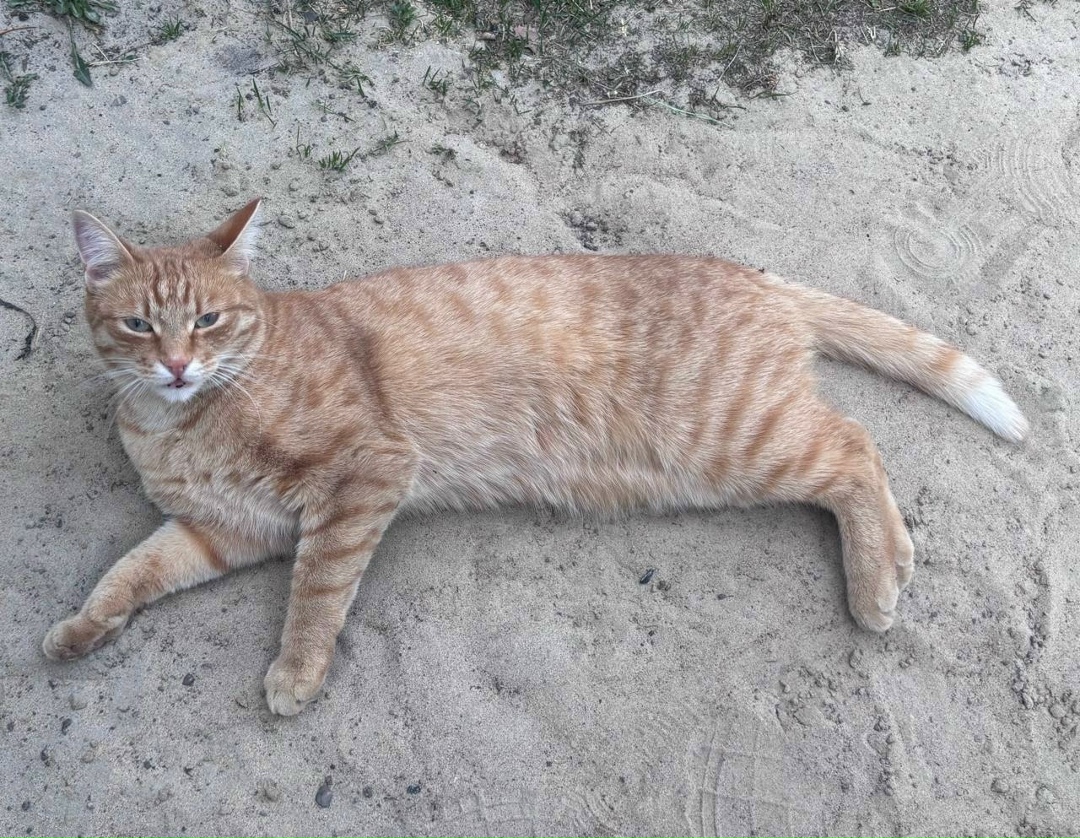 Найдена собака в Томске — фото объявления