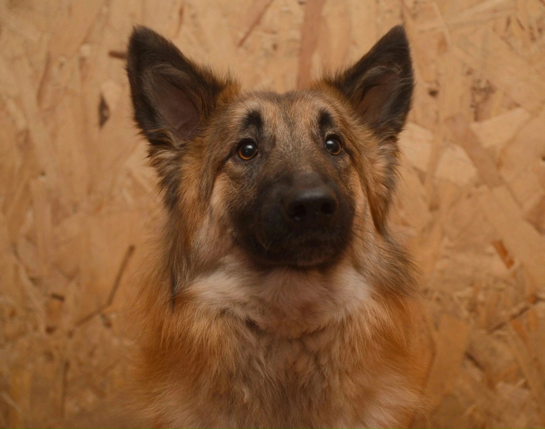 Найдена собака в Томске — фото объявления