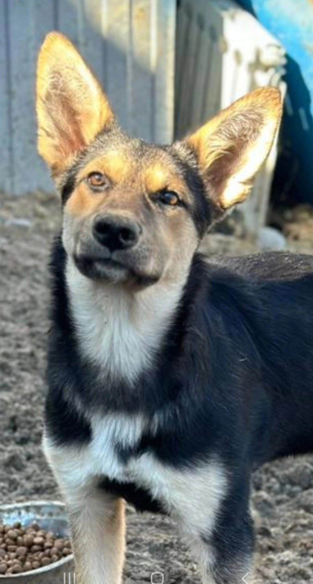 Найдена собака в Томске — фото объявления