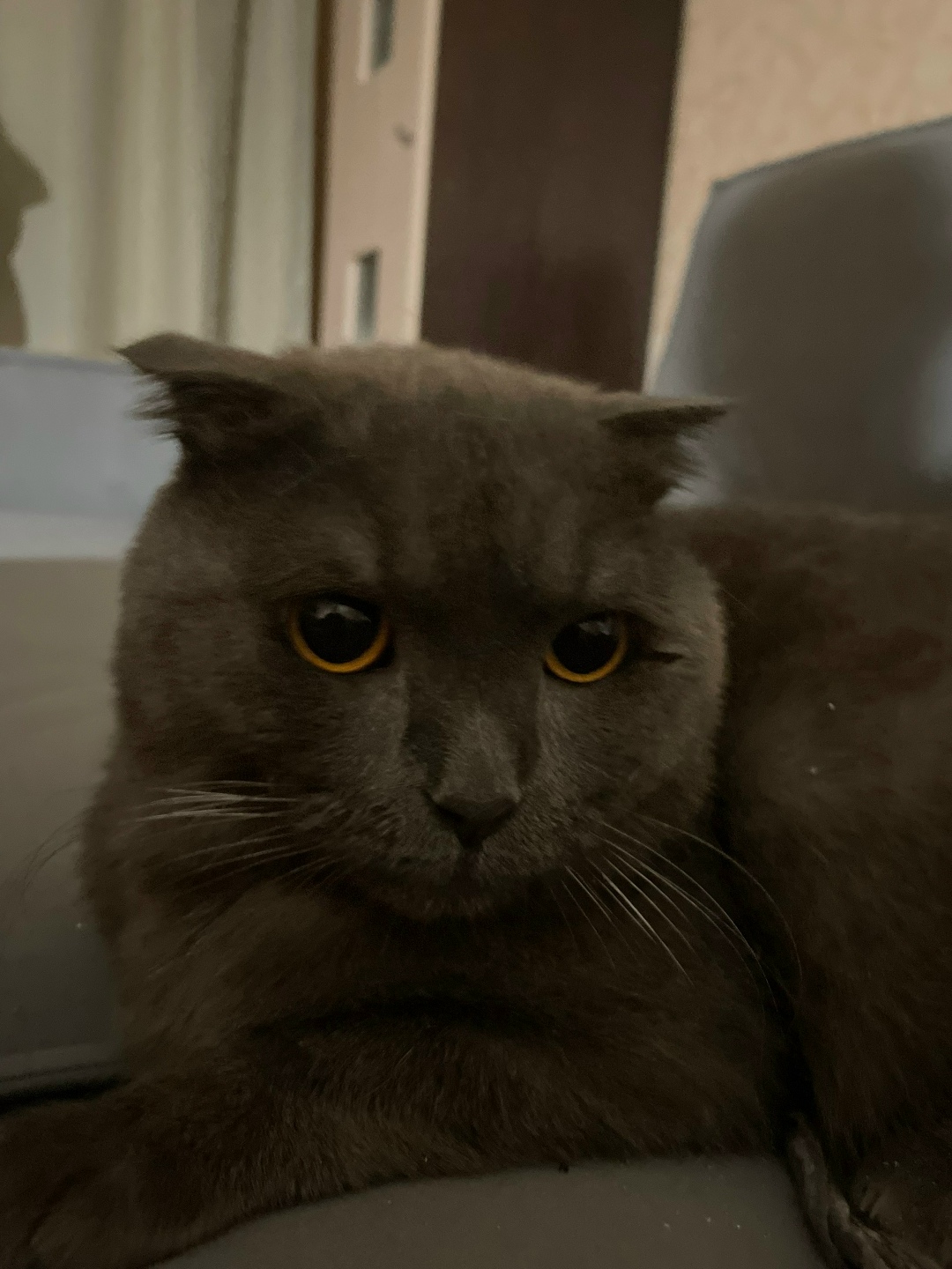 Найдена кошка в Томске — фото объявления