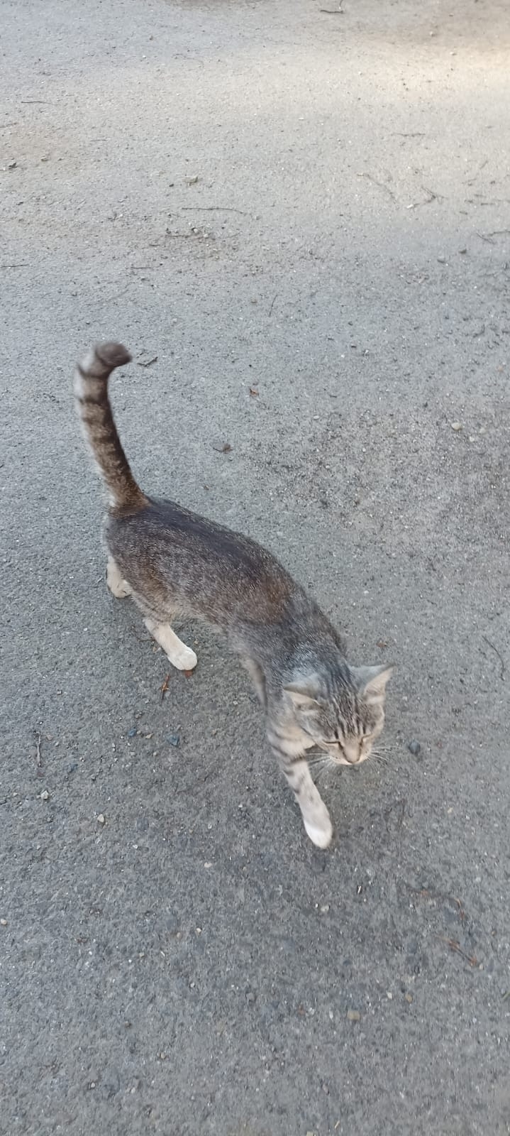 Найдена собака в Томске — фото объявления