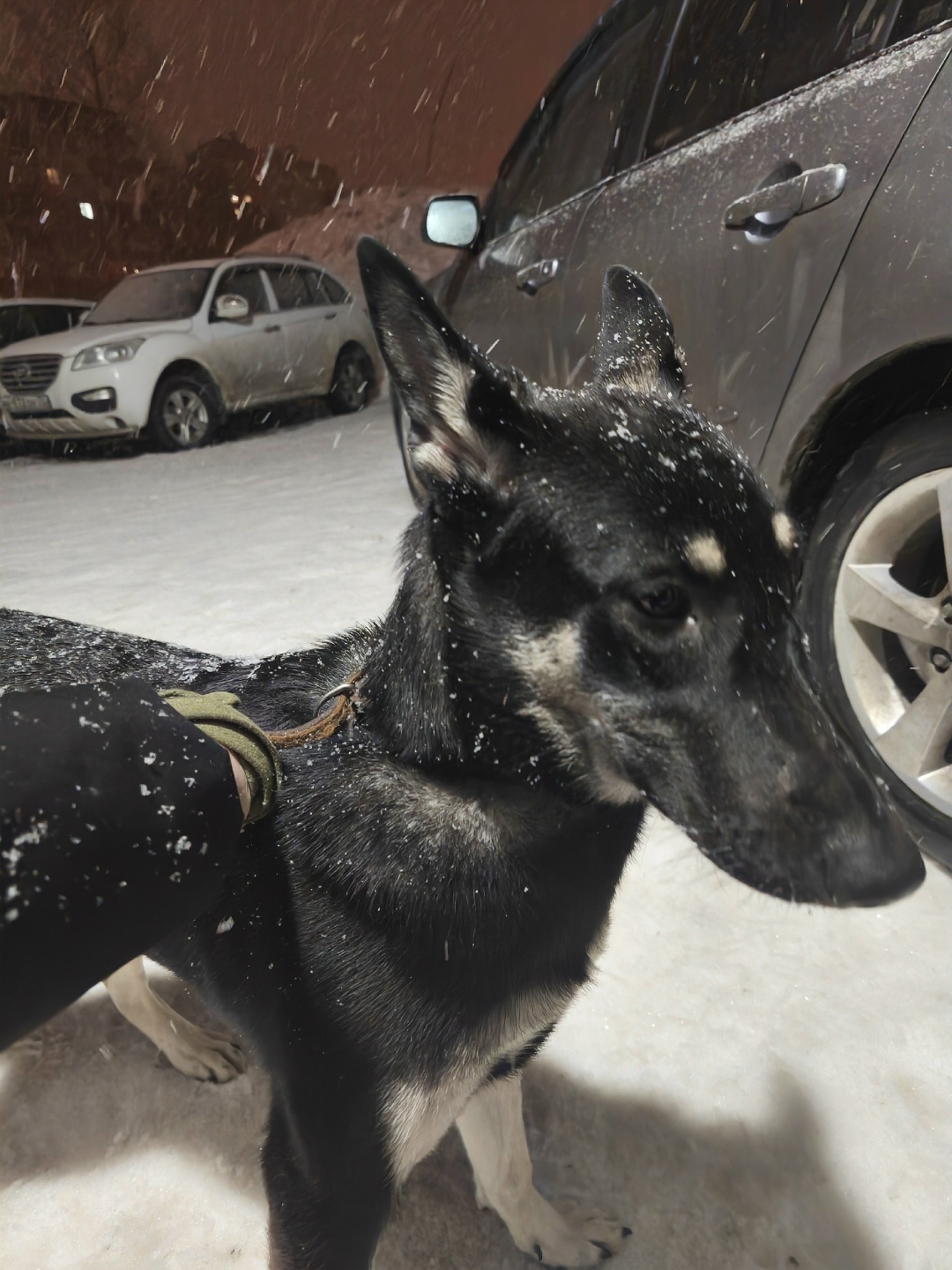 Найдена собака в Томске — фото объявления