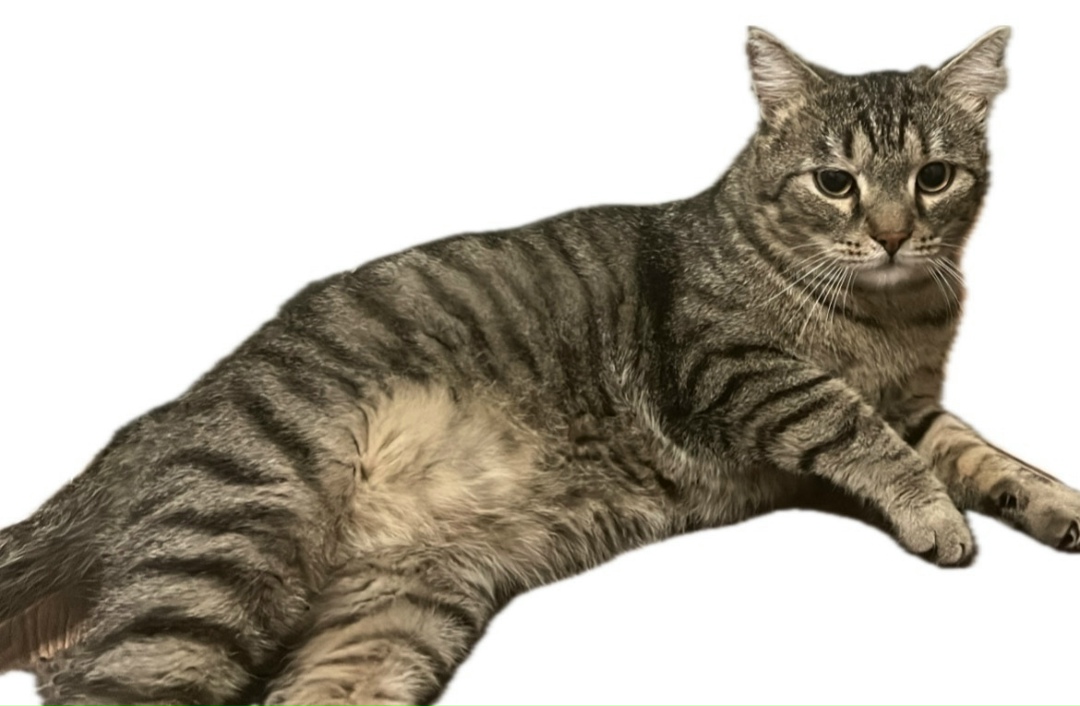 Найдена кошка в Томске — фото объявления