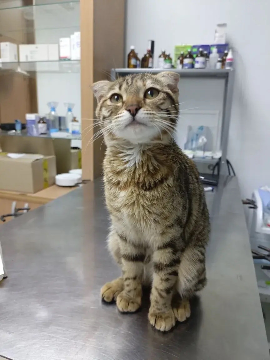 Найдена собака в Томске — фото объявления