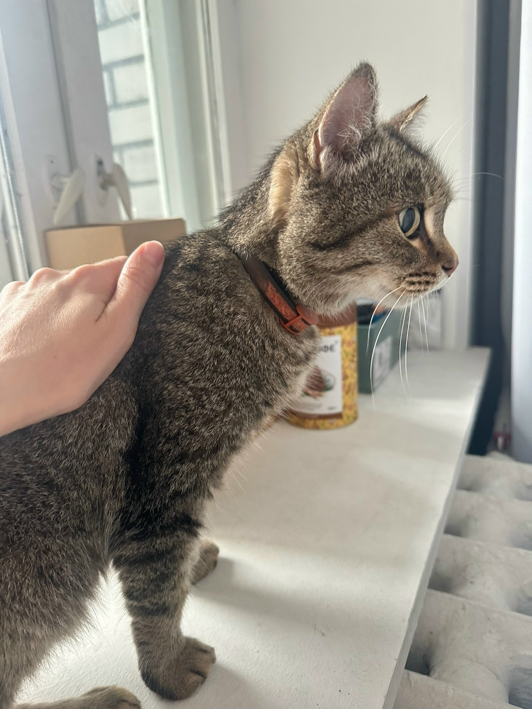 Найдена собака в Томске — фото объявления