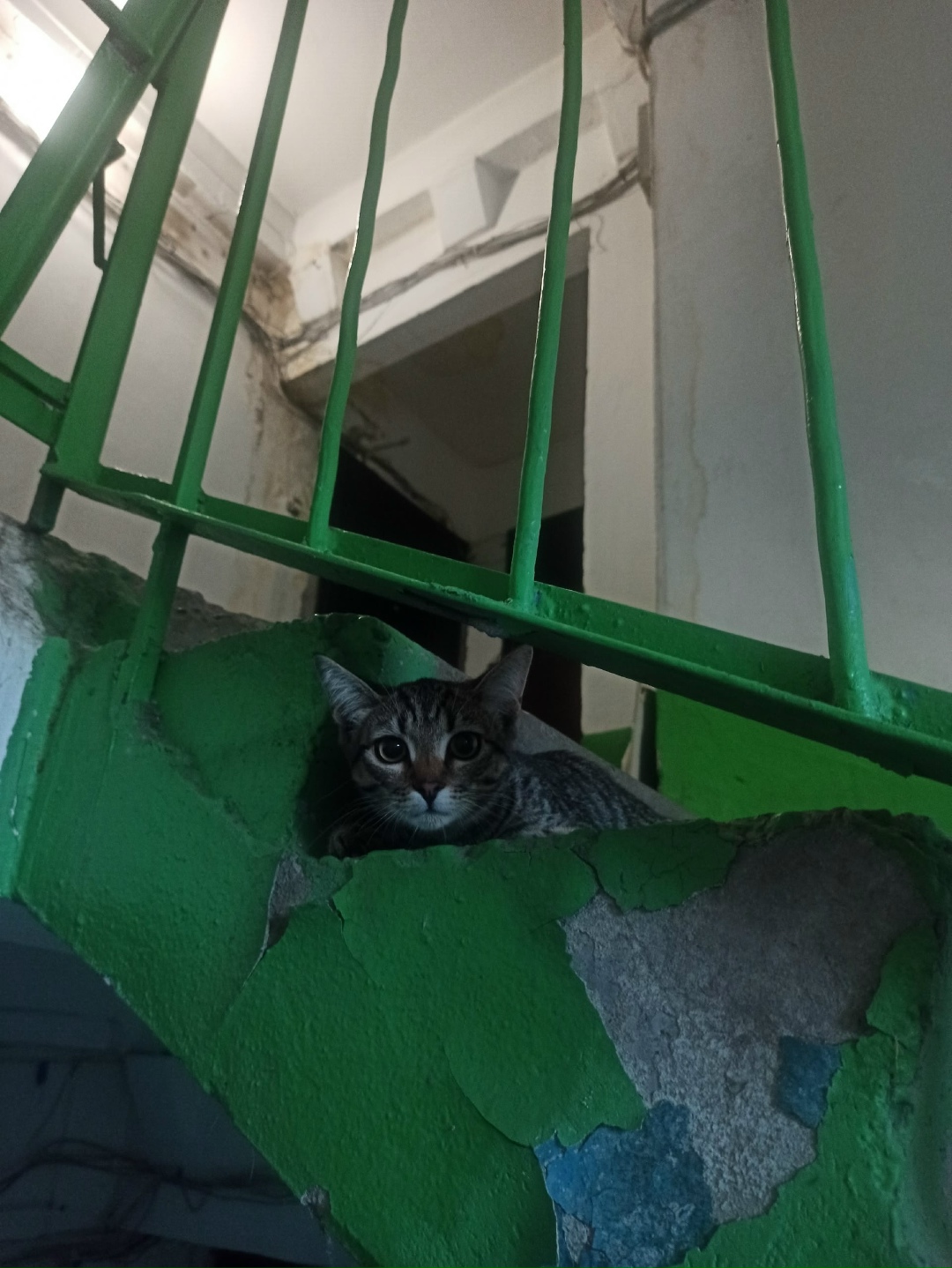 Найдена собака в Томске — фото объявления