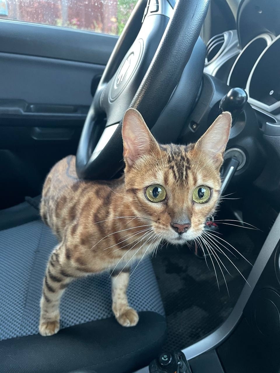 Найдена собака в Томске — фото объявления