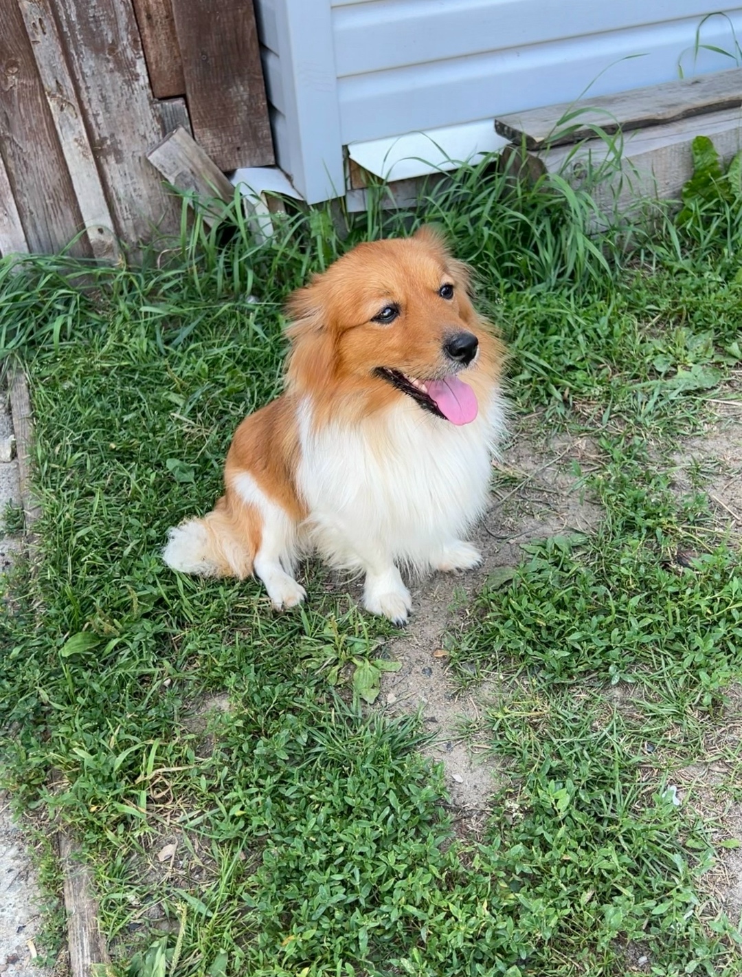 Найдена собака в Томске — фото объявления