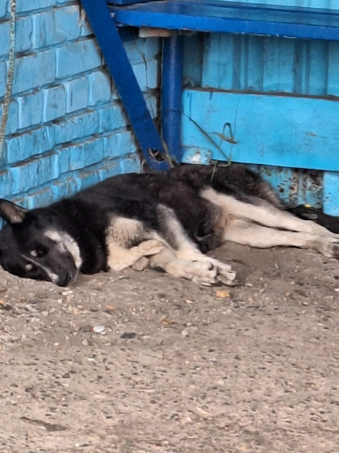 Найдена собака в Томске — фото объявления