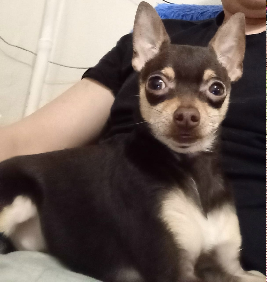 Найдена собака в Томске — фото объявления