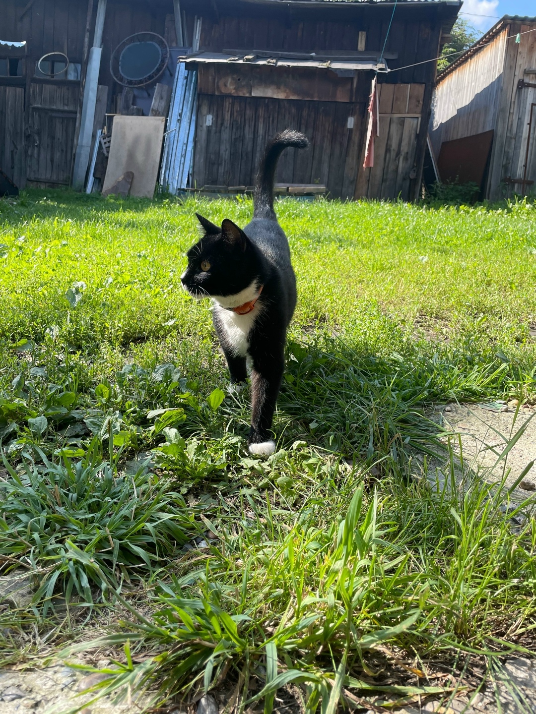 Найдена собака в Томске — фото объявления