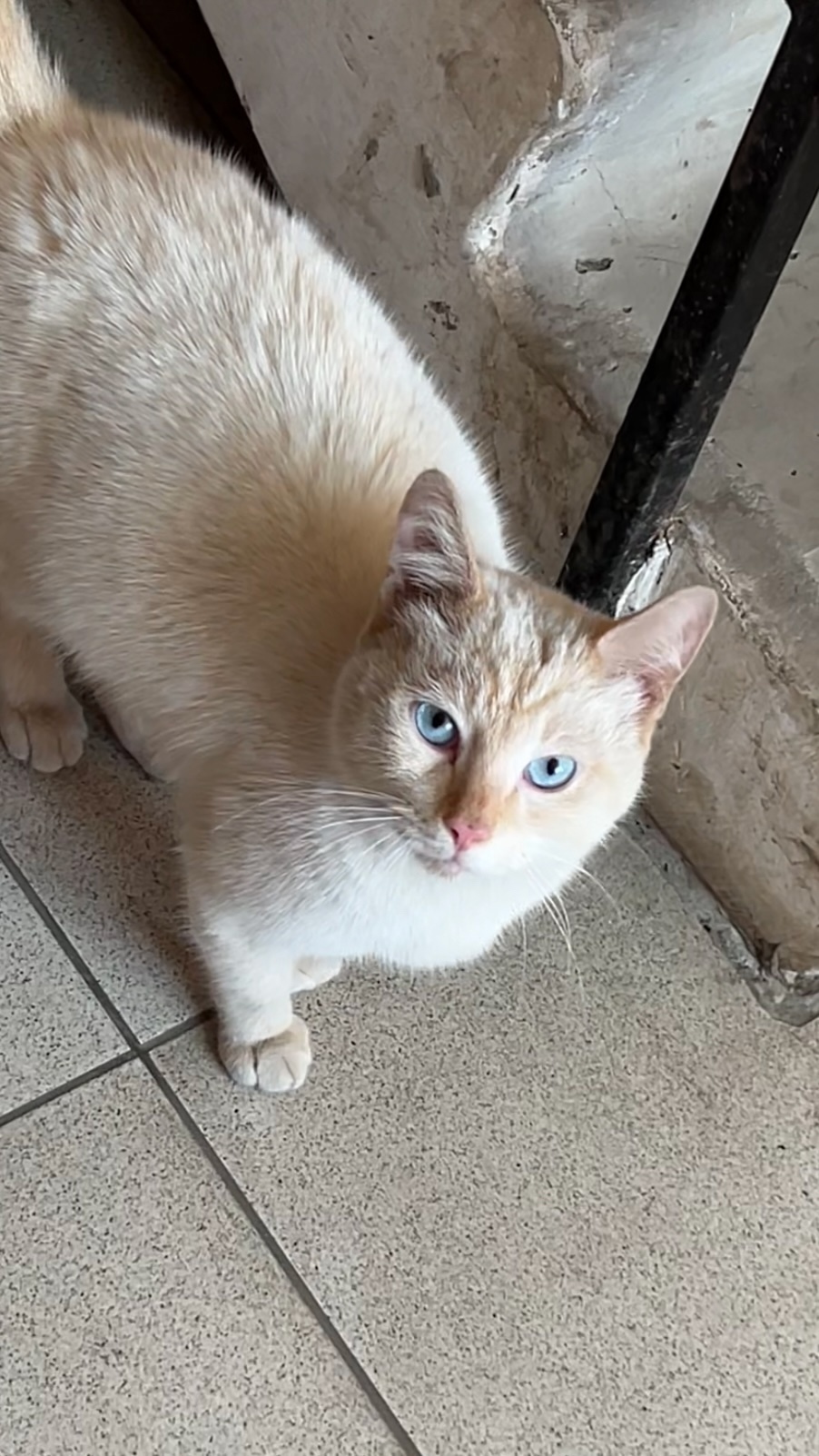 Найдена собака в Томске — фото объявления