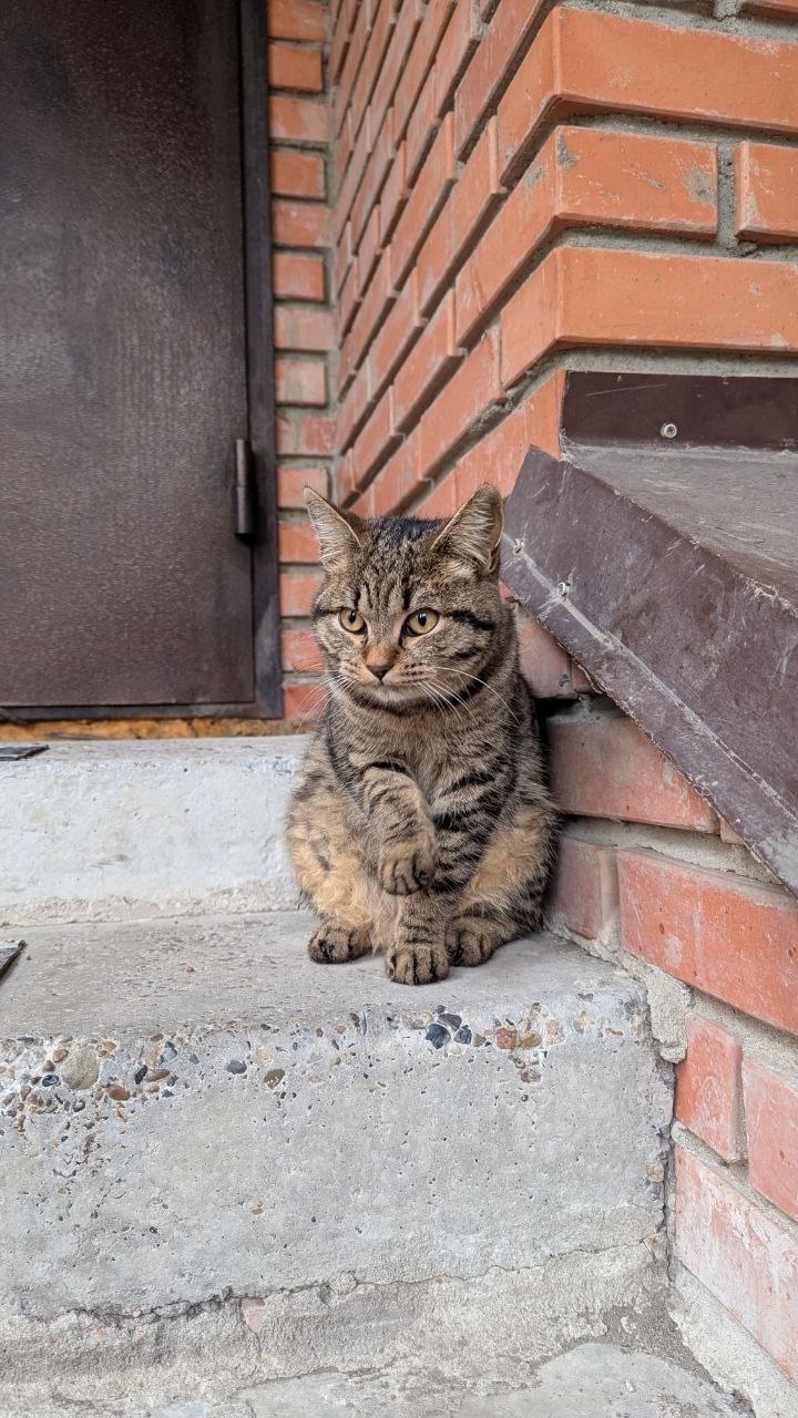 Найдена собака в Томске — фото объявления
