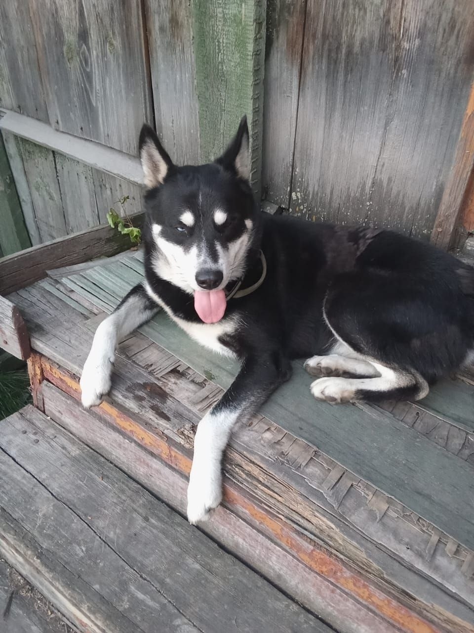 Найдена собака в Томске — фото объявления