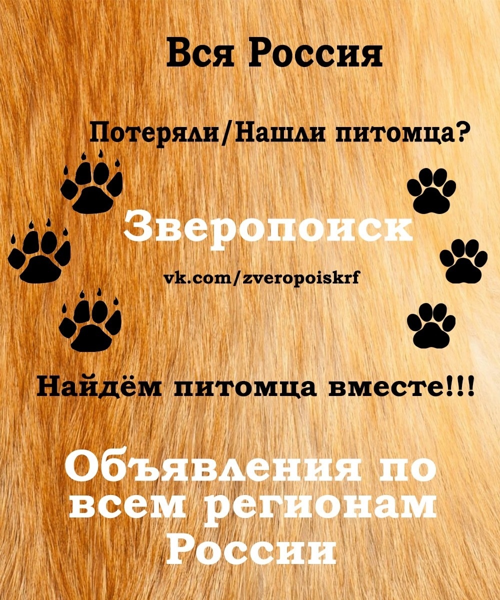 Найдена собака в Томске — фото объявления