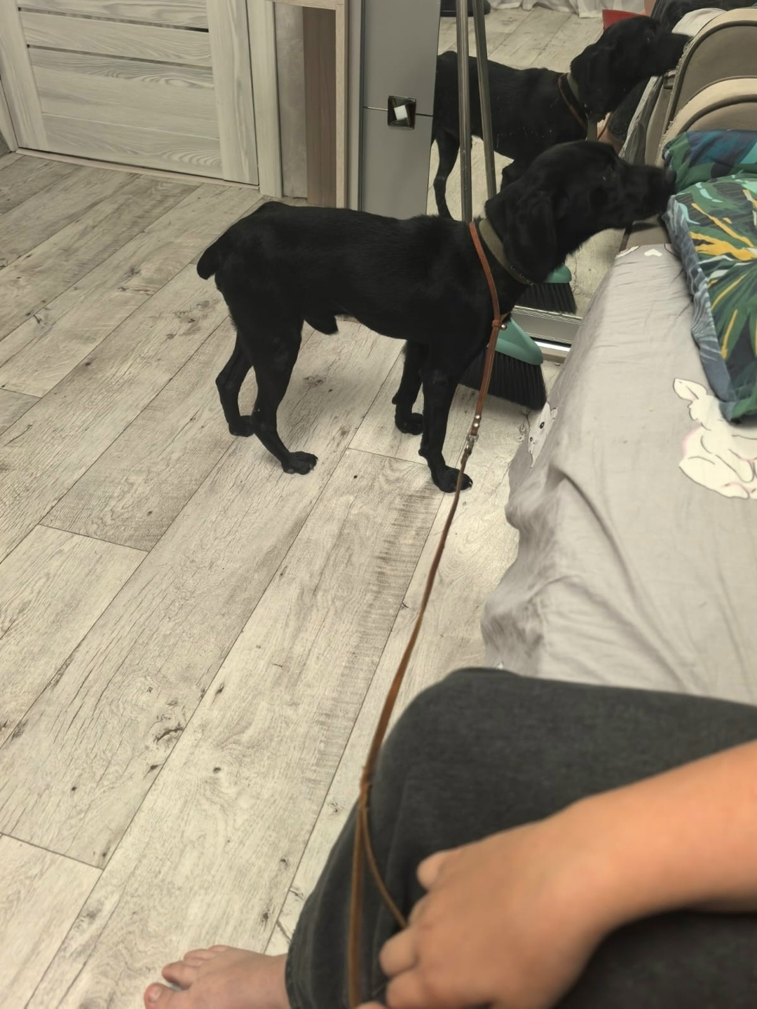 Найдена собака в Томске — фото объявления