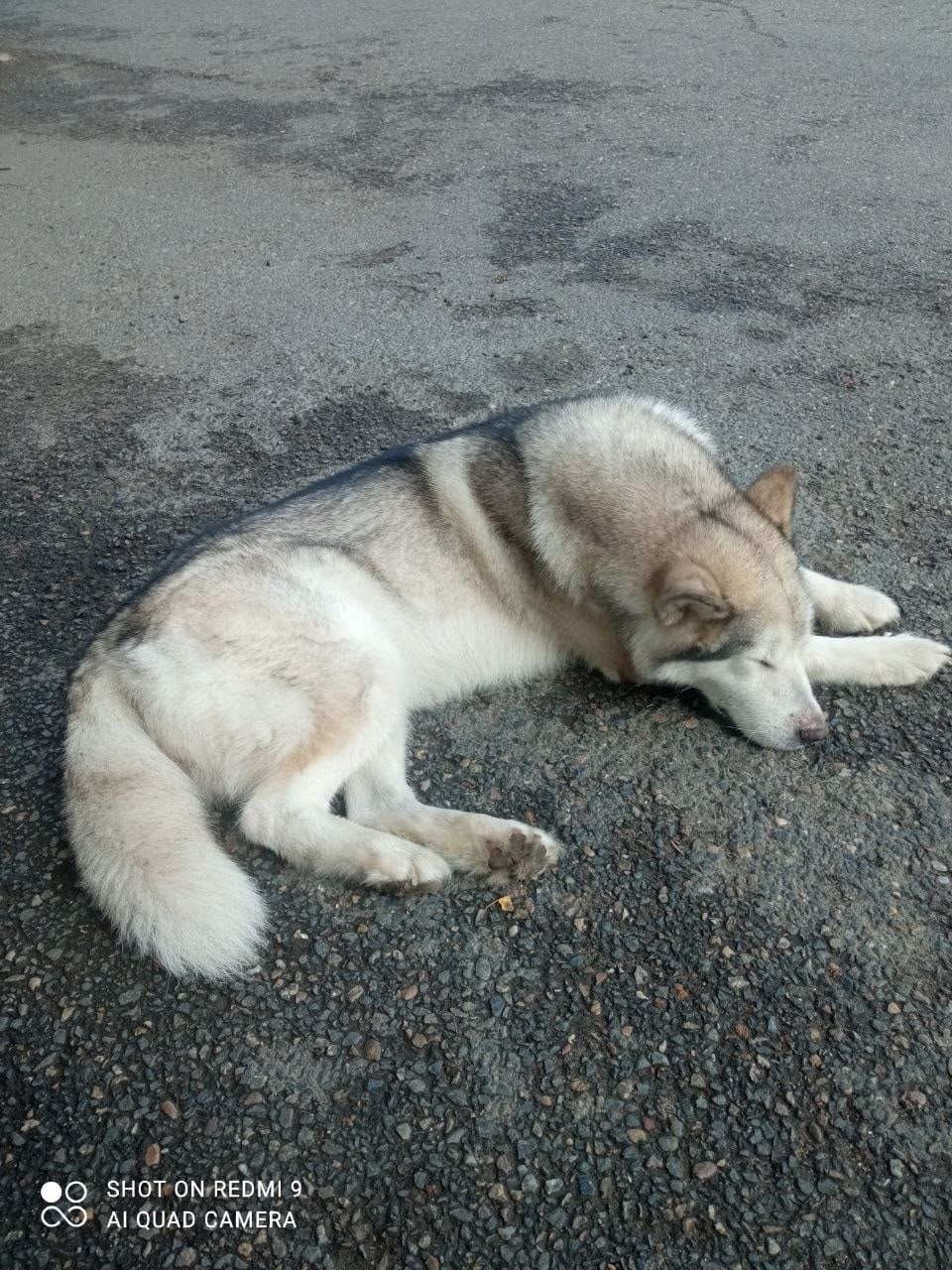 Найдена собака в Томске — фото объявления