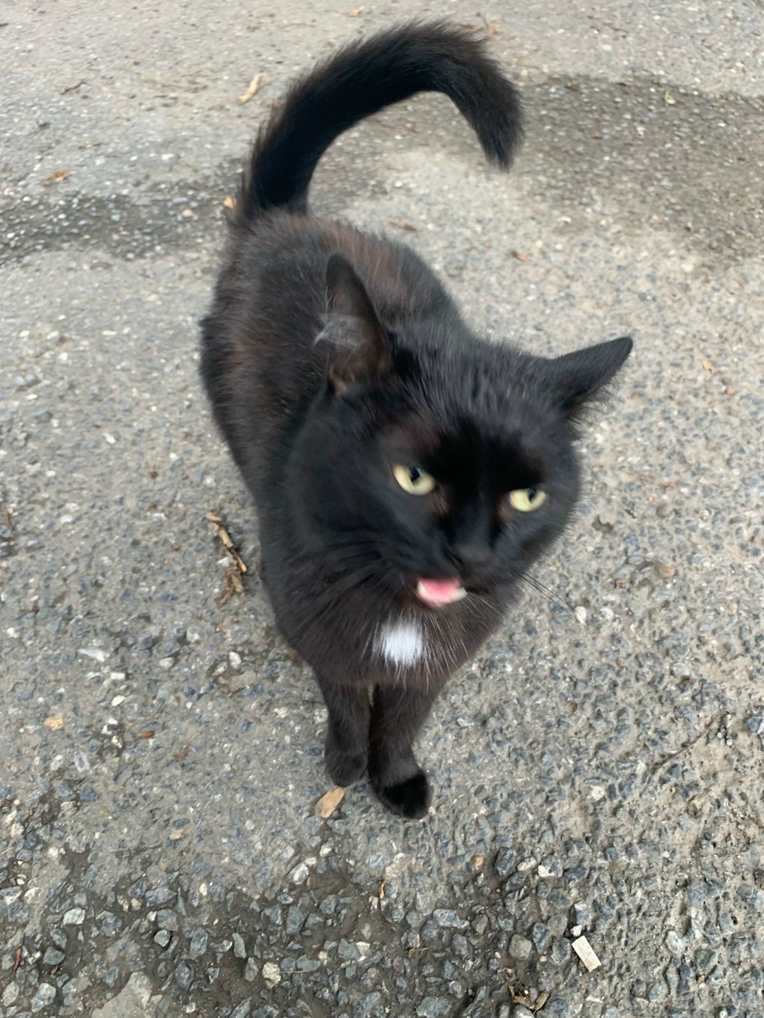 Найдена собака в Томске — фото объявления