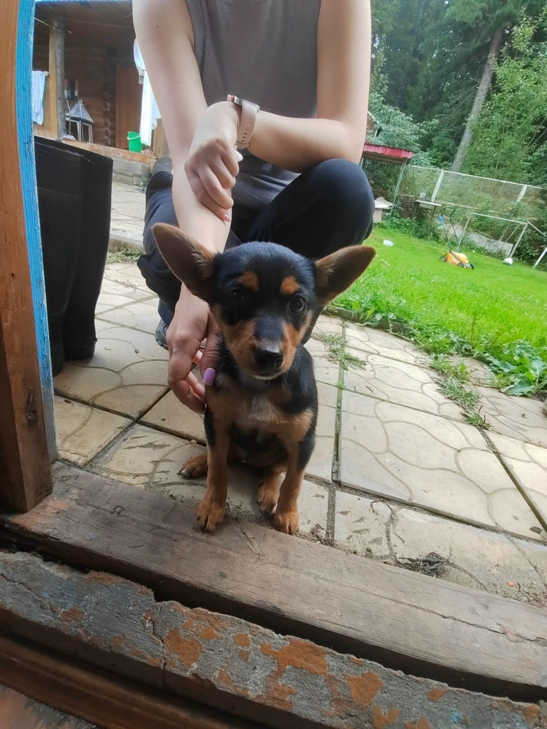 Найдена собака в Томске — фото объявления