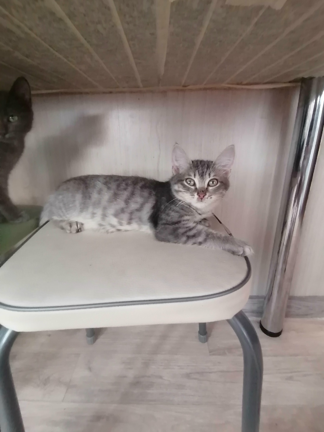 Найдена собака в Томске — фото объявления