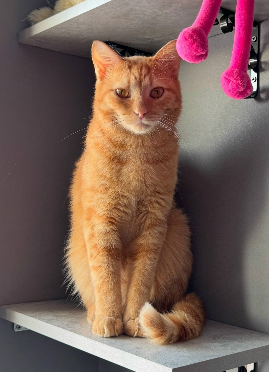 Найдена собака в Томске — фото объявления