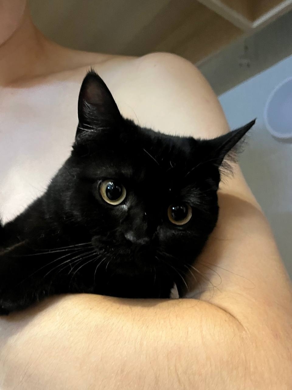 Найдена собака в Томске — фото объявления