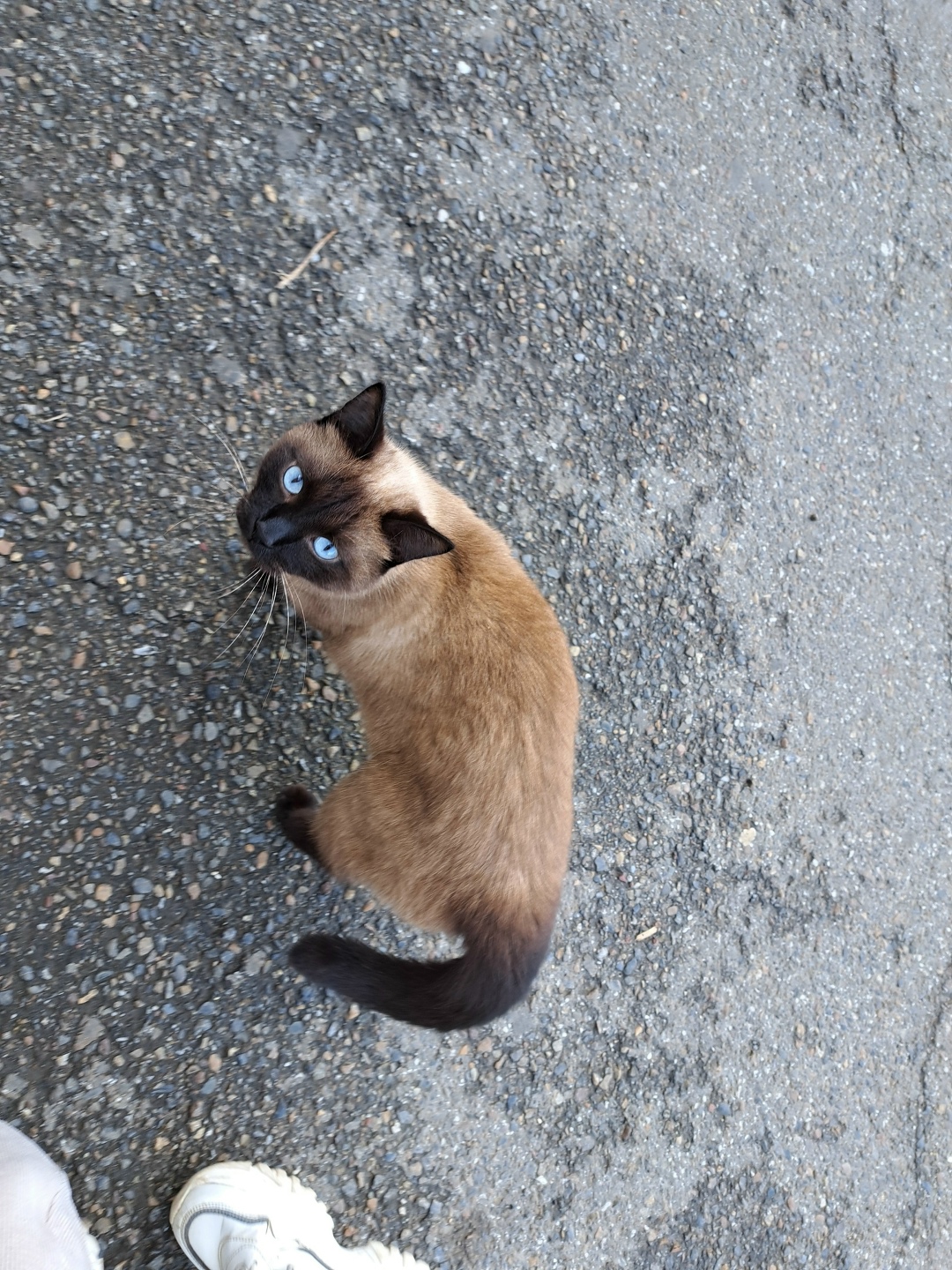 Найдена собака в Томске — фото объявления