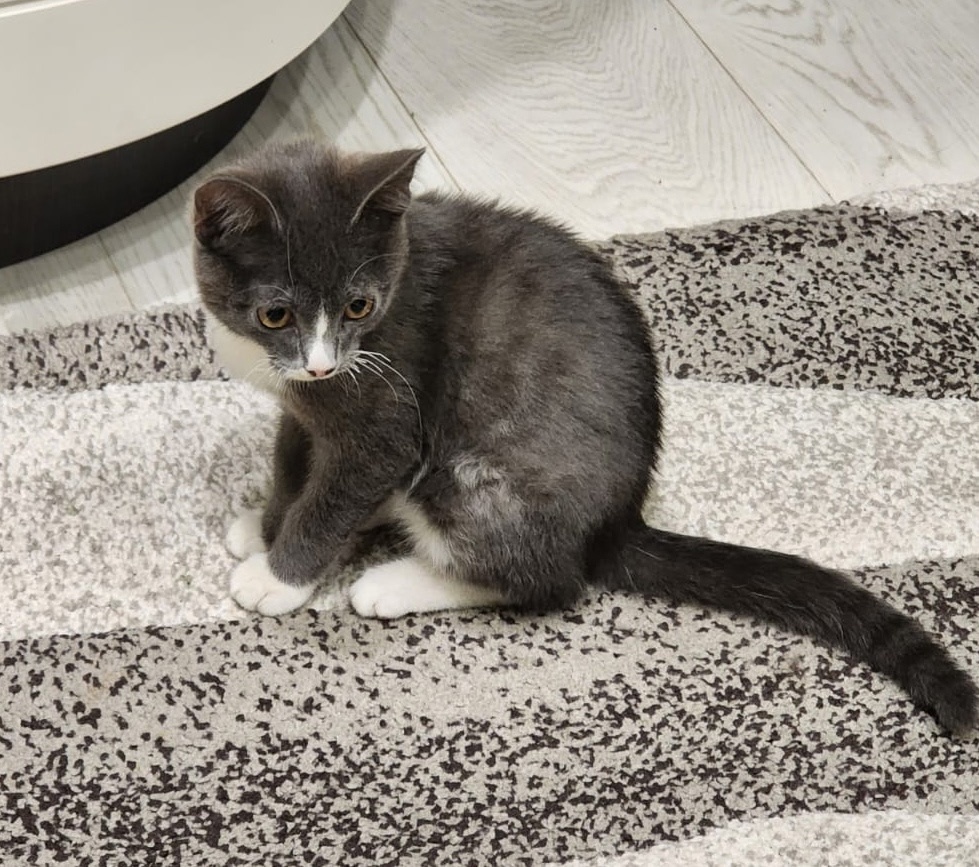 Найдена собака в Томске — фото объявления