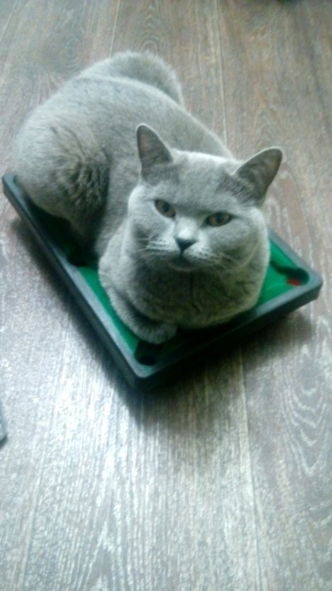 Найдена собака в Томске — фото объявления