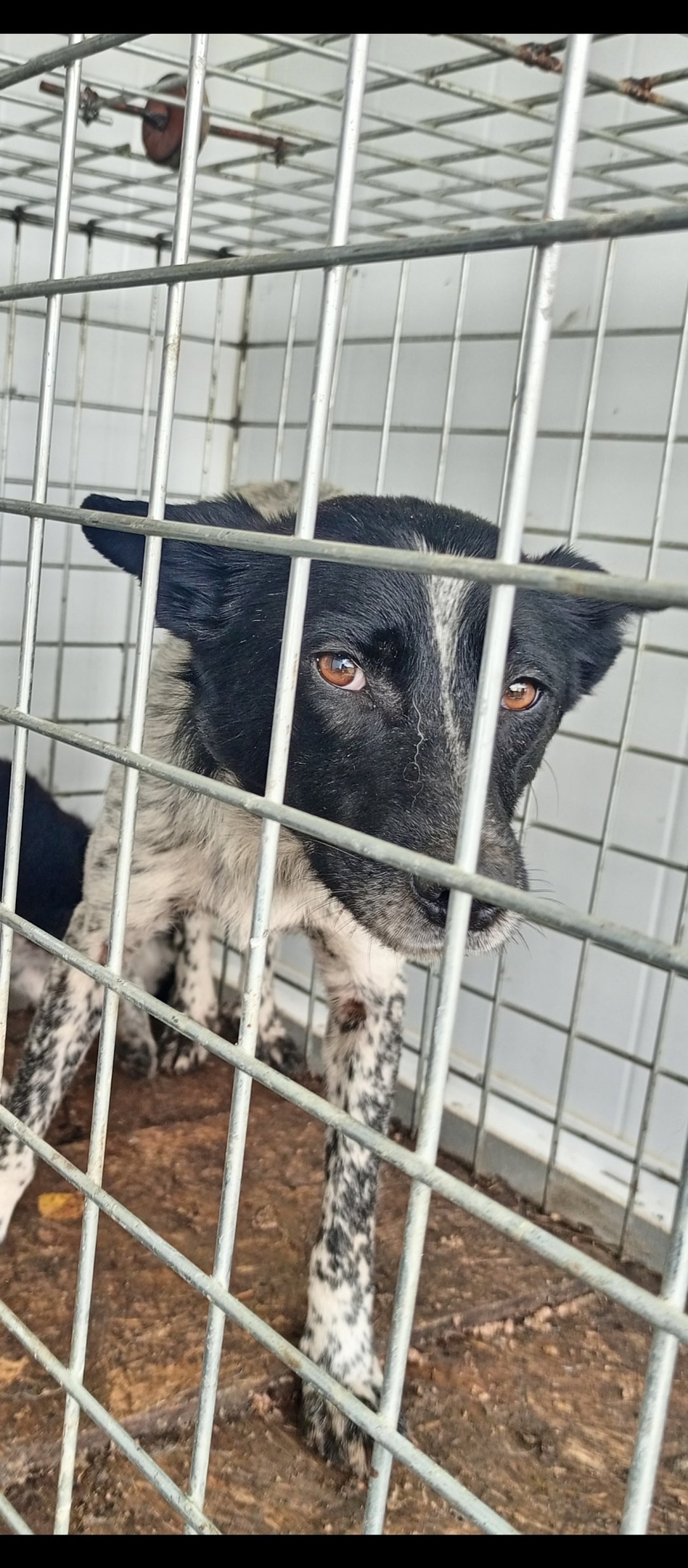 Найдена собака в Томске — фото объявления