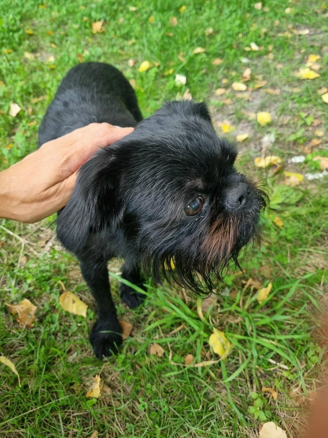 Найдена собака в Томске — фото объявления