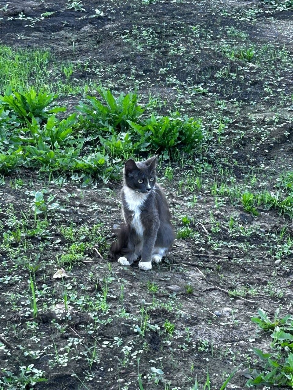 Найдена собака в Томске — фото объявления