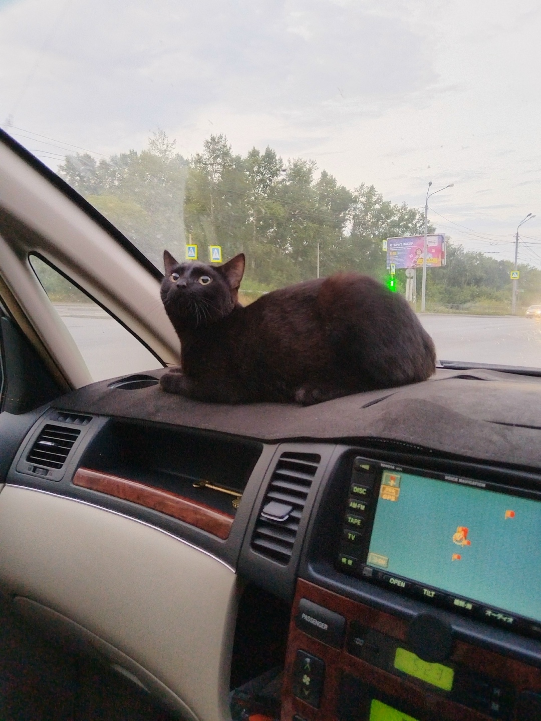 Найдена собака в Томске — фото объявления