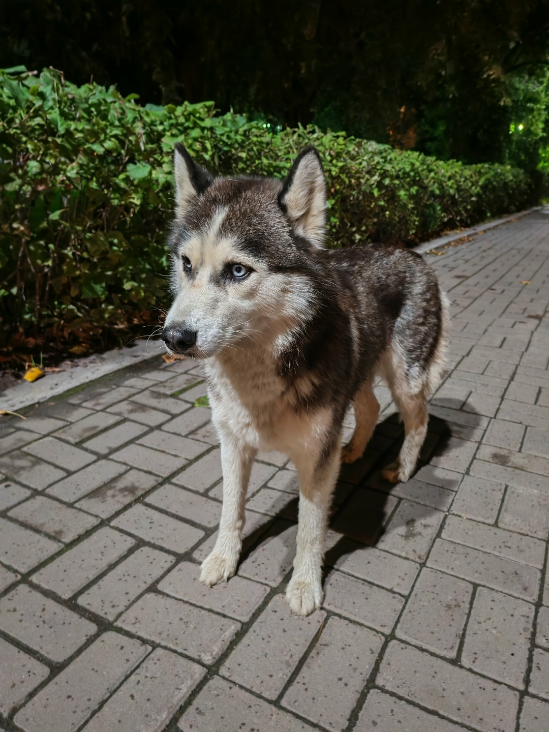 Найдена собака в Томске — фото объявления