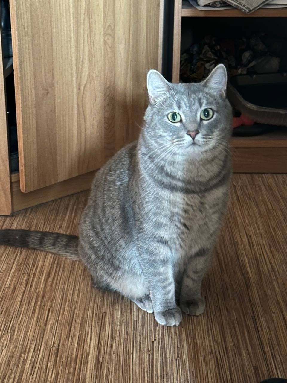 Найдена собака в Томске — фото объявления