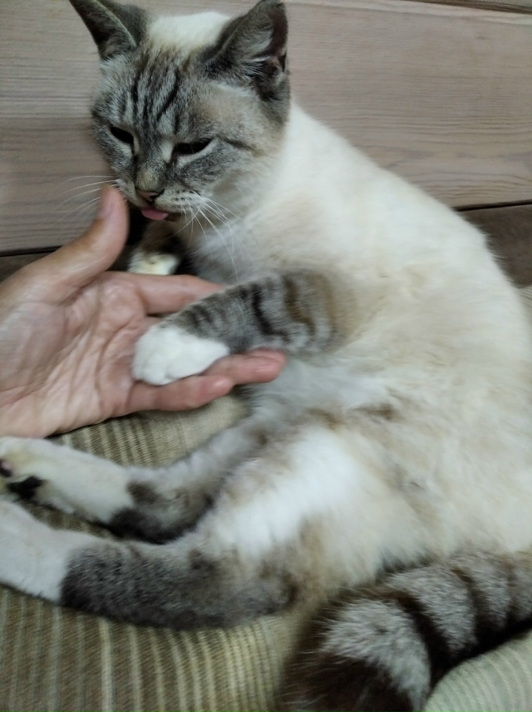 Найдена собака в Томске — фото объявления