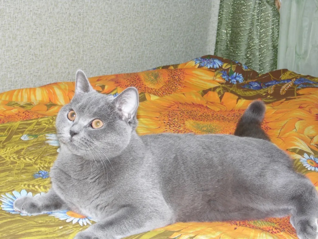 Найдена собака в Томске — фото объявления