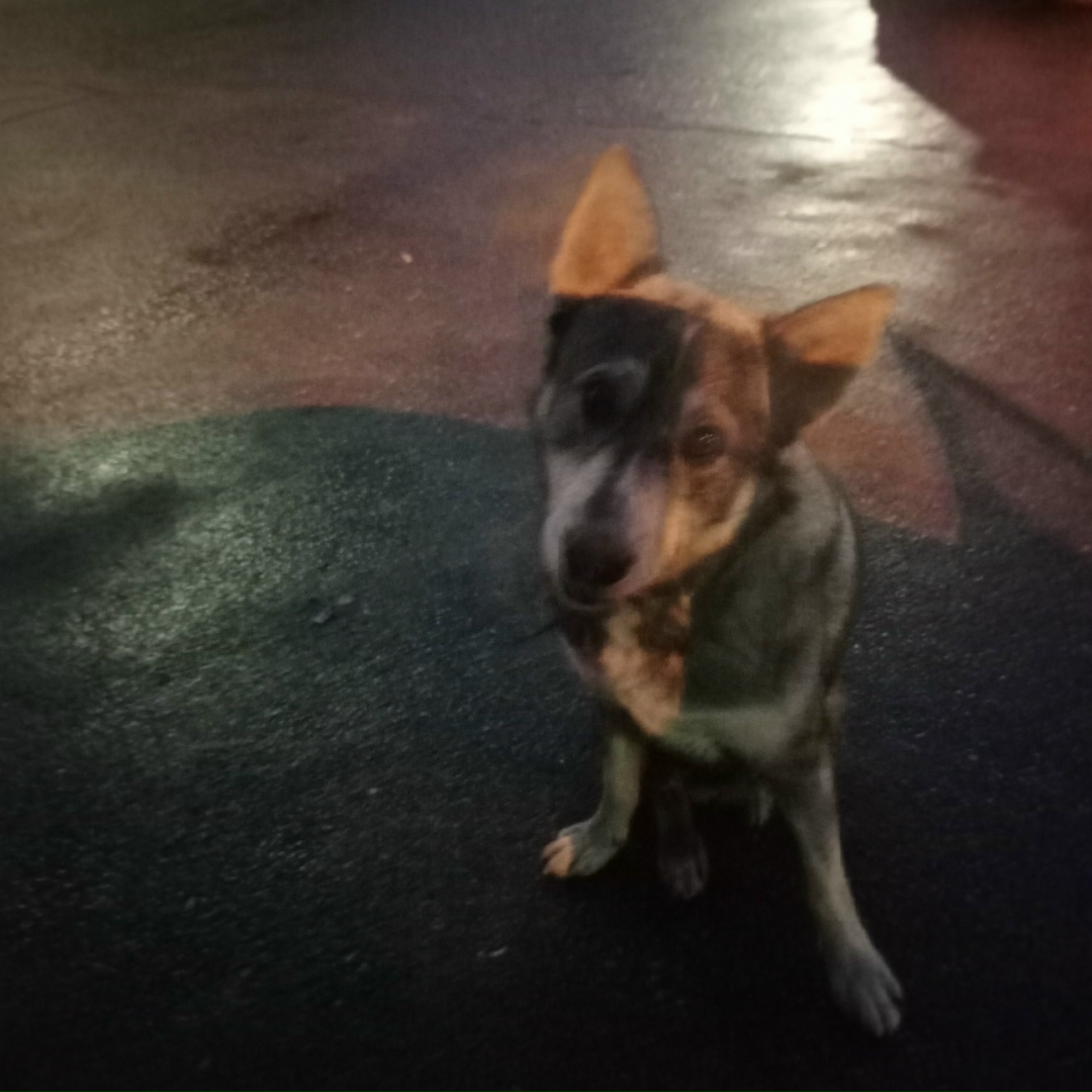 Найдена собака в Томске — фото объявления