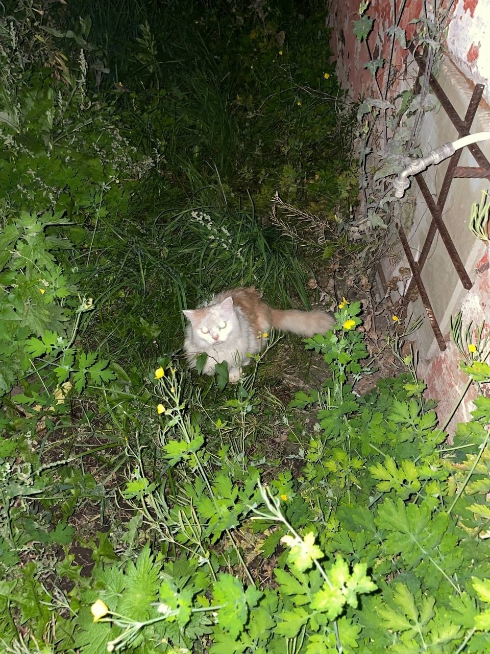 Найдена собака в Томске — фото объявления